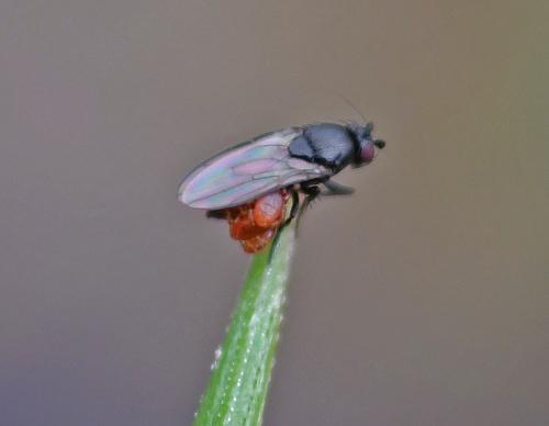 Limosininae